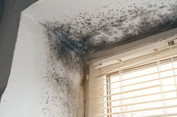 Affordable Basement Mold Removal solutions in Oaklyn, NJ